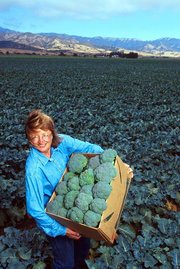 Test-plot-grown broccoli near Salinas, California, USA.