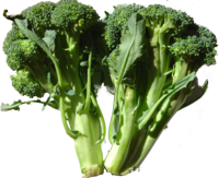 Broccoli -- A plant of the Cabbage Family